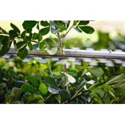 HSA 40 Set, mit 2x Akku AS 2 und Ladegerät AL 1